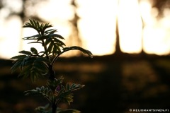 lehtiaurinko