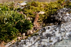luonto2
